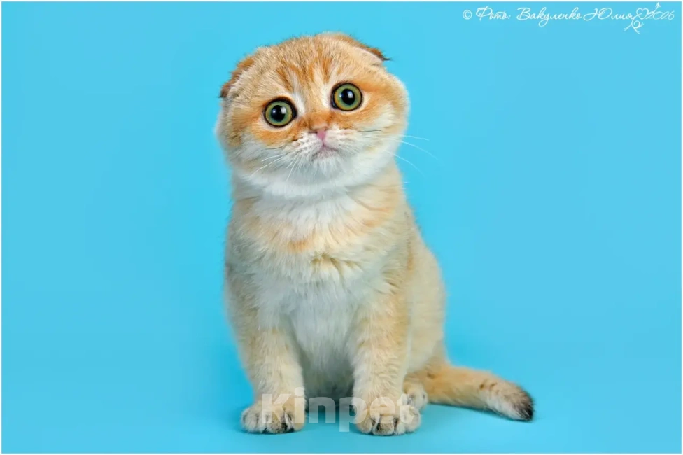 Кошки в Геленджике: Шотландская вислоухая золотая шиншилла Девочка, 35 000 руб. - фото 1