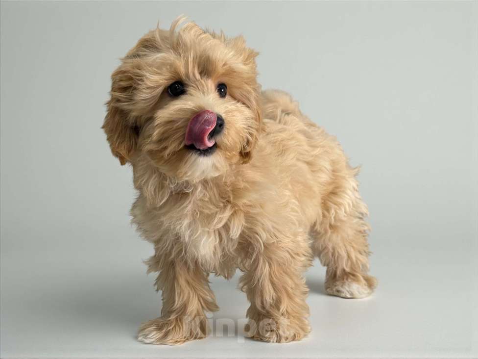 Собаки в Москве: Девочка Мальтипу F1  Девочка, 150 000 руб. - фото 2