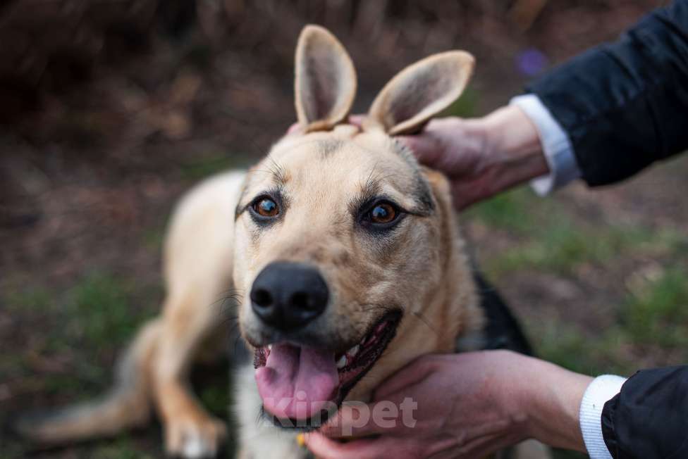 Собаки в других городах Московской области: Доброжелательная Джули Девочка, Бесплатно - фото 8