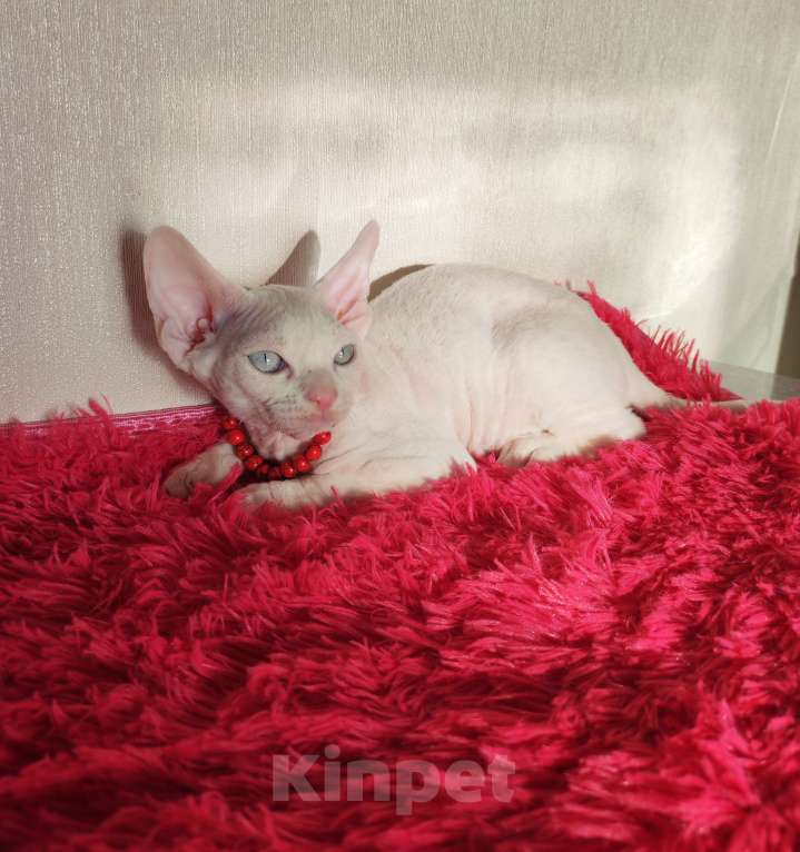 Кошки в Горячем Ключе: Котенок Девон Рекс мальчик белый с голубыми глазами Мальчик, 50 000 руб. - фото 2