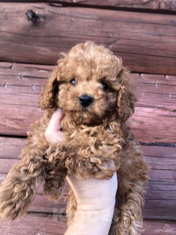 Собаки в других городах Московской области: Пудель Мальчик, 55 000 руб. - фото 1