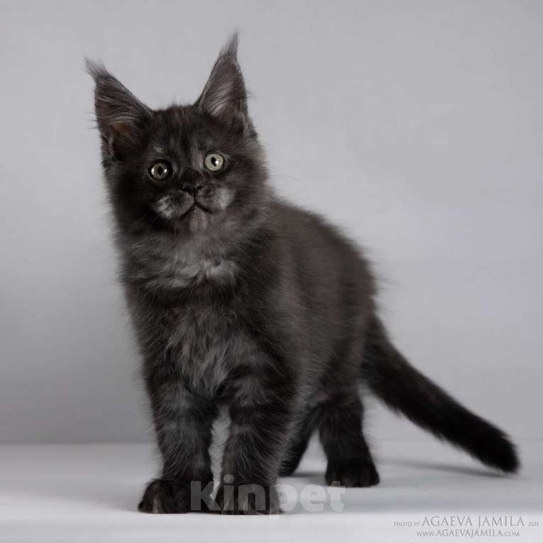 Кошки в Москве: Мейн-кун Зорро сладкий пирожок Мальчик, 105 000 руб. - фото 1