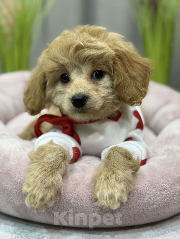 Собаки в Москве: Tutsy Девочка, 100 000 руб. - фото 3