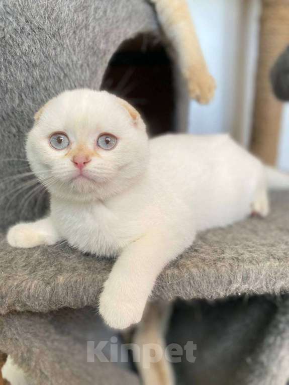 Кошки в Москве: Шотландские котята Мальчик, 42 000 руб. - фото 3