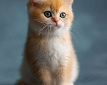 Кошки в Хабаровске: Британский котёнок золотая шиншилла ny 12 Девочка, 50 000 руб. - фото 2