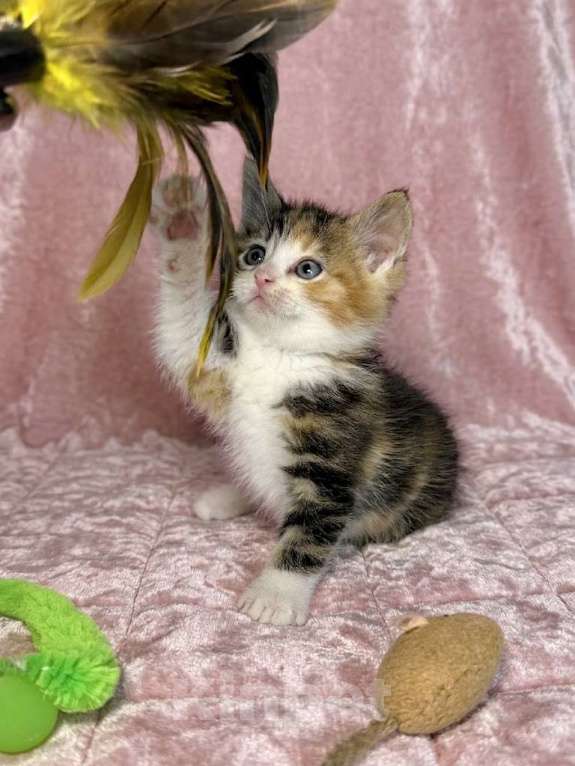 Кошки в Санкт-Петербурге: Котенок 1 месяц Лив Девочка, Бесплатно - фото 1