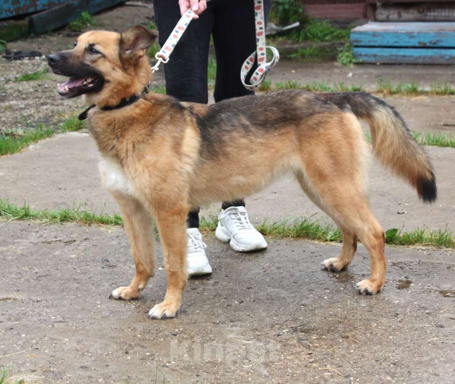 Собаки в Москве: Позитивная Сэмми в поисках своей семьи! Девочка, Бесплатно - фото 4