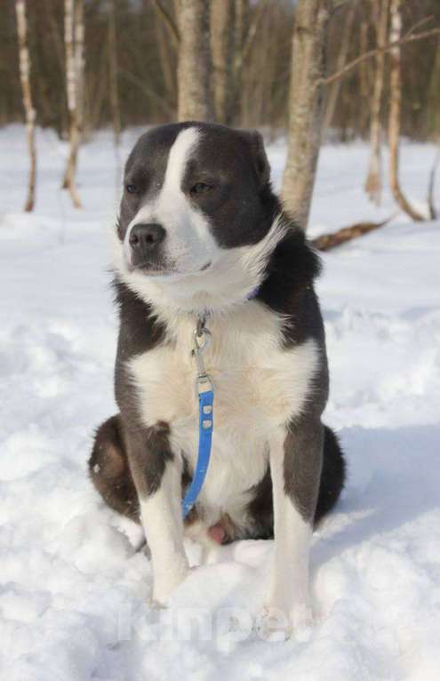 Собаки в Москве: Американский стаффордширский терьер Мальчик, Бесплатно - фото 2