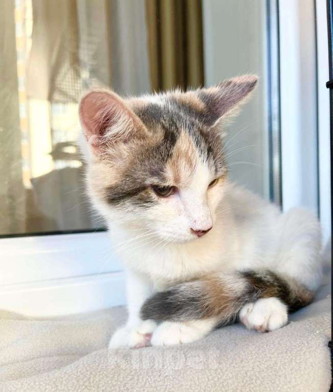 Кошки в Москве: Котенок Веснушка - воплощение позитива и радости в дар Девочка, Бесплатно - фото 6