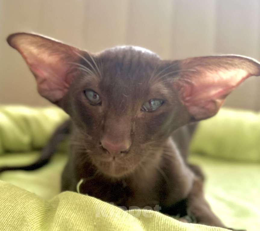 Кошки в Санкт-Петербурге: Котик шоколадного окраса Мальчик, Бесплатно - фото 3