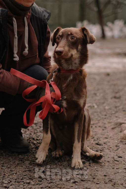 Собаки в Санкт-Петербурге: Собака ищет дом Мальчик, Бесплатно - фото 5