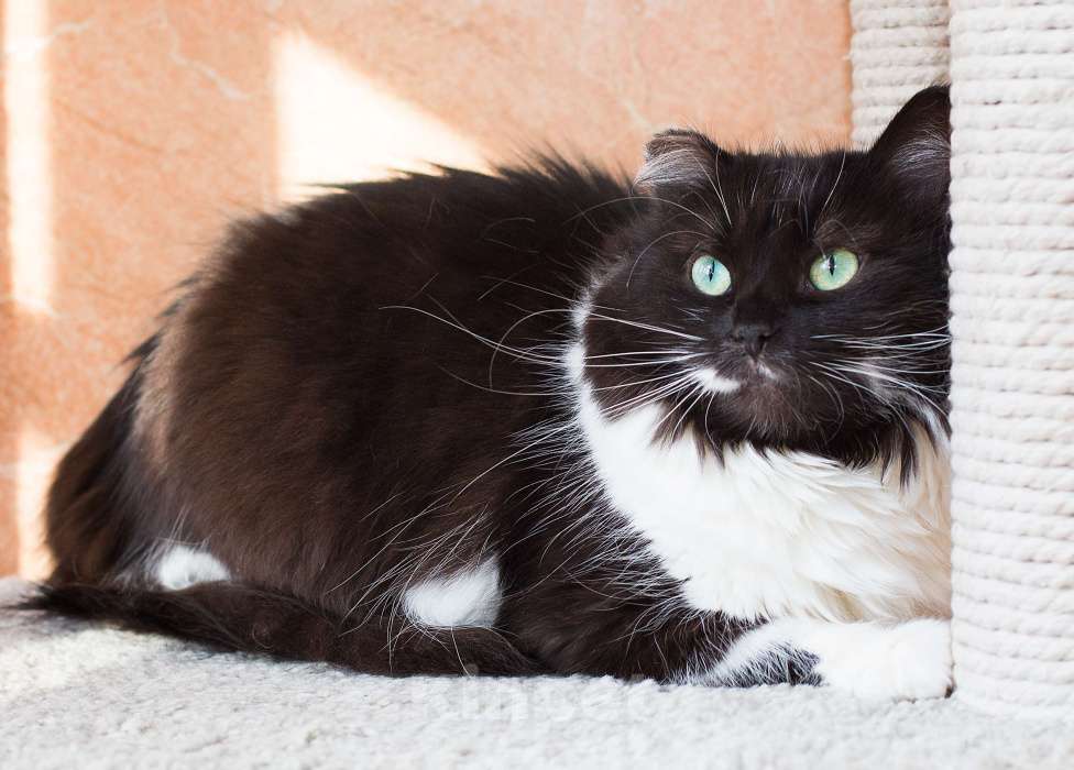 Кошки в Москве: Сьюзи ищет дом Девочка, Бесплатно - фото 3