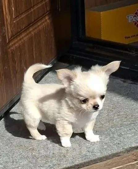 Собаки в других городах Калужской области: Кремовая девочка Девочка, 70 000 руб. - фото 3