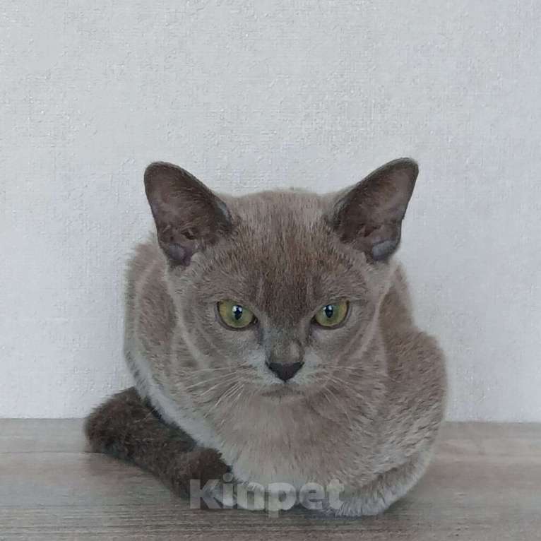 Кошки в других городах Ленинградской области: Котята европейской бурмы Мальчик, 30 000 руб. - фото 6