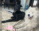 Собаки в Фрязино: Щенок лабрадор помесь Мальчик, 1 руб. - фото 3