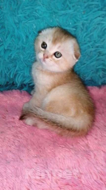 Кошки в Москве: Шотландские вислоухие котята  Девочка, 30 000 руб. - фото 8