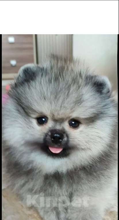 Собаки в Воронеже: Мальчик  померанчик Девочка, Бесплатно - фото 2