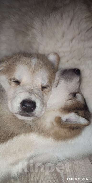 Собаки в Владивостоке: Такие они разные Мальчик, 10 000 руб. - фото 4