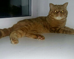 Кошки в Микуне: Экзотический кот, 10 руб. - фото 3