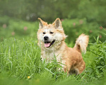 Собаки в Москве: Красавец Самурай — акита ину в дар Мальчик, Бесплатно - фото 3