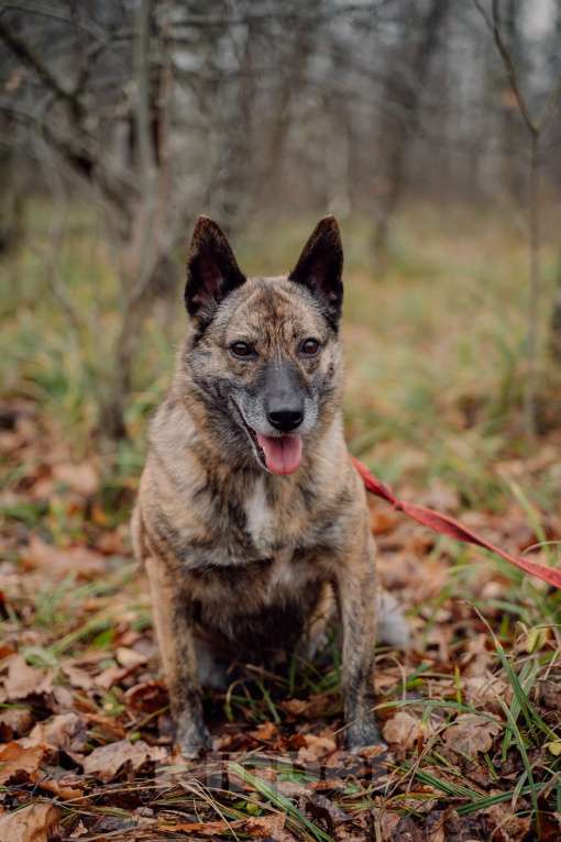 Собаки в Москве: Октавия Девочка, Бесплатно - фото 4