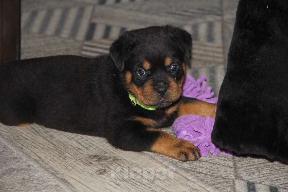 Собаки в Казани: Щенок ротвейлера Мальчик, 60 000 руб. - фото 1