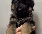 Собаки в Екатеринбурге: Щенки немецкой овчарки Разнополые, Бесплатно - фото 8