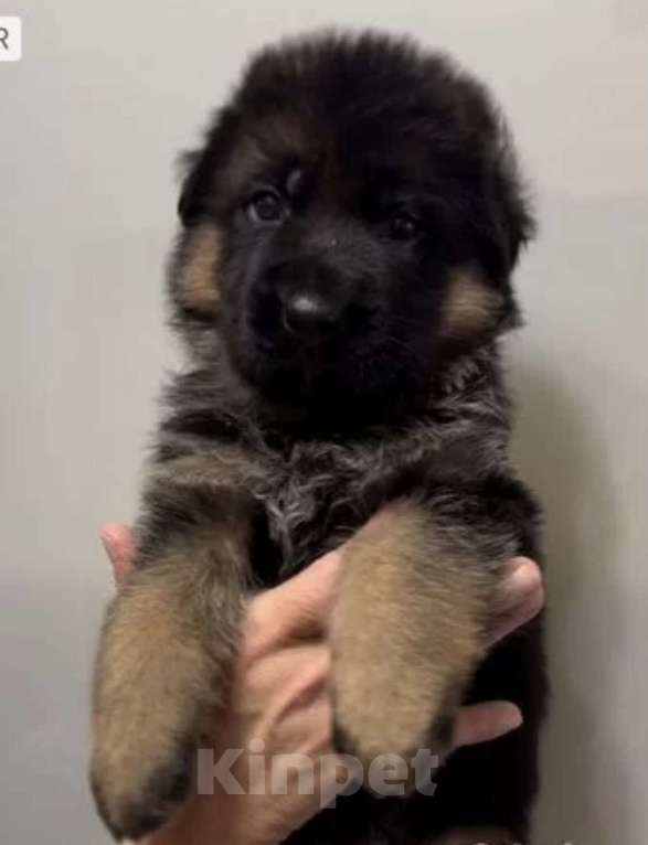 Собаки в Екатеринбурге: Щенки немецкой овчарки Разнополые, Бесплатно - фото 8