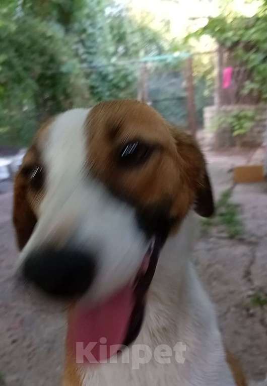 Собаки в Ставрополе: Лайза ищет дом  Девочка, Бесплатно - фото 3