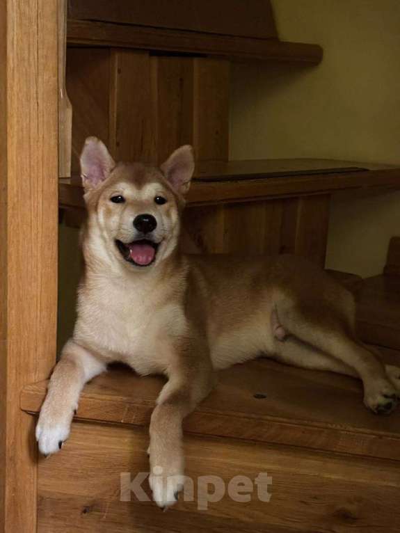 Собаки в Тюмени: Сиба ину кобель Мальчик, 35 000 руб. - фото 2