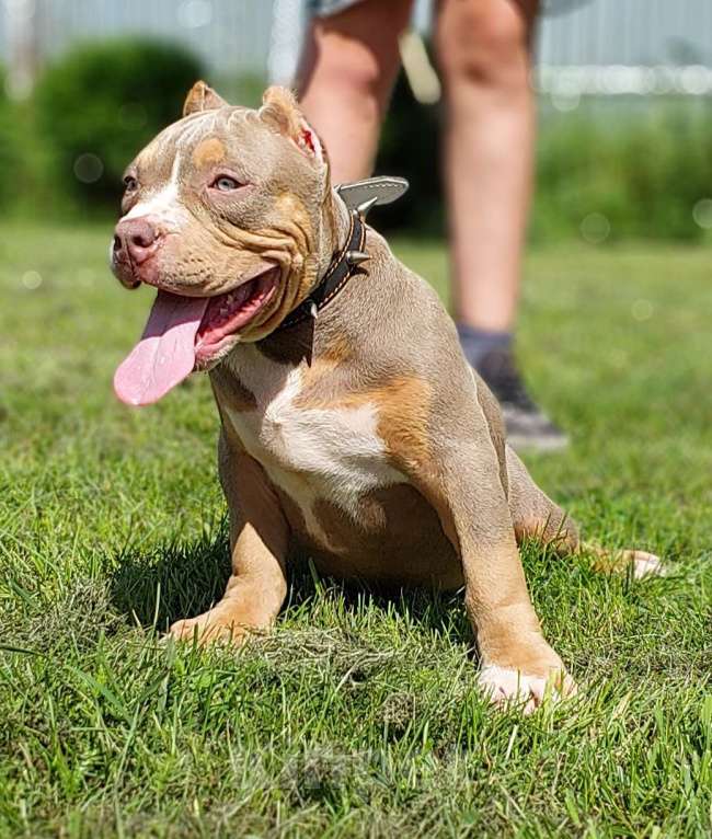 Собаки в Туле: Американский булли мальчик  Мальчик, 80 000 руб. - фото 2