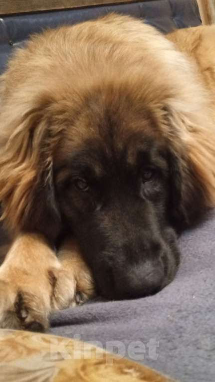 Собаки в других городах Московской области: Подрощенный щенок леонбергера Девочка, 40 000 руб. - фото 5