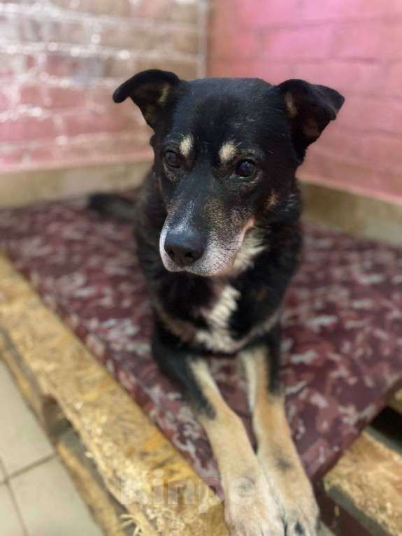 Собаки в Москве: Старичок Тео Мальчик, Бесплатно - фото 6