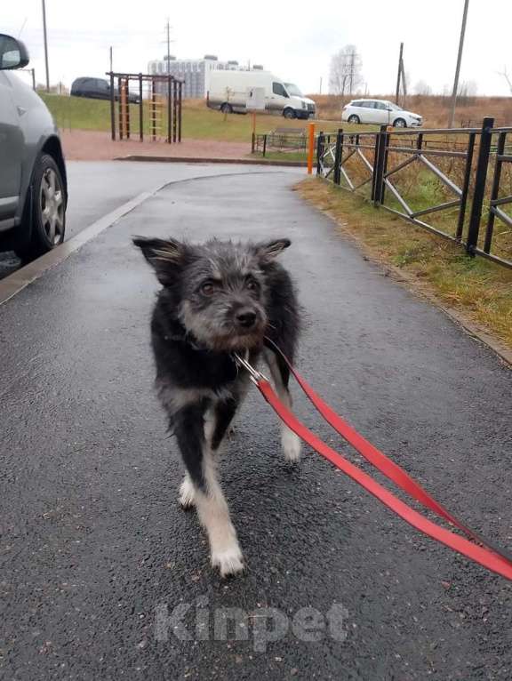 Собаки в Санкт-Петербурге: Маленькая собачка-домовёнок Девочка, Бесплатно - фото 2