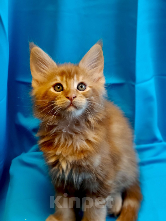 Кошки в Москве: Огненный рыжик Мальчик, 60 000 руб. - фото 1