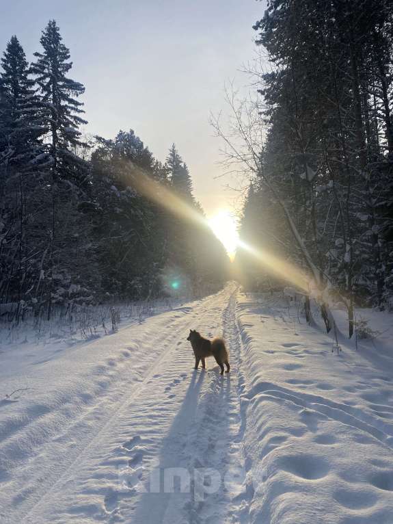 Собаки в Нижнем Тагиле: Продать, по ситуации у хозяина Мальчик, 50 000 руб. - фото 4