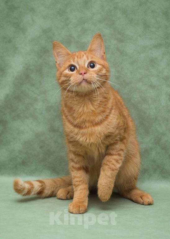 Кошки в Москве: Рыжий котенок подросток в добрые руки  Мальчик, Бесплатно - фото 2