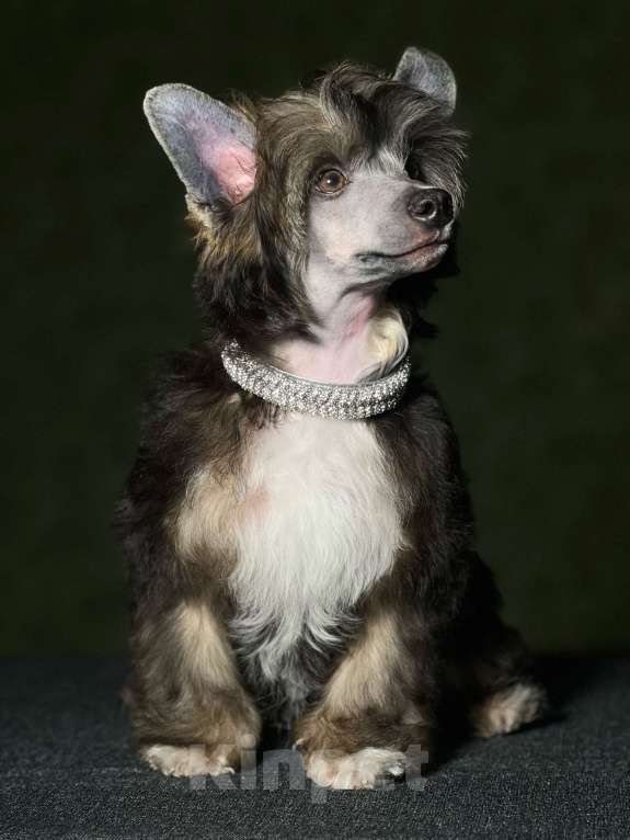 Собаки в Липецке: Шикарный не крупный пуховый мальчик  Мальчик, Бесплатно - фото 3