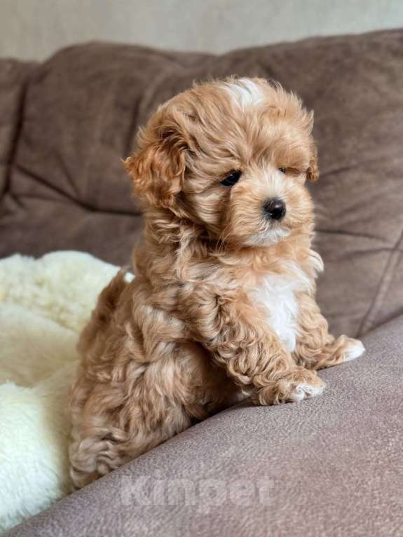 Собаки в Красноярске: Мальтипу, щенок Мальчик, 180 000 руб. - фото 3