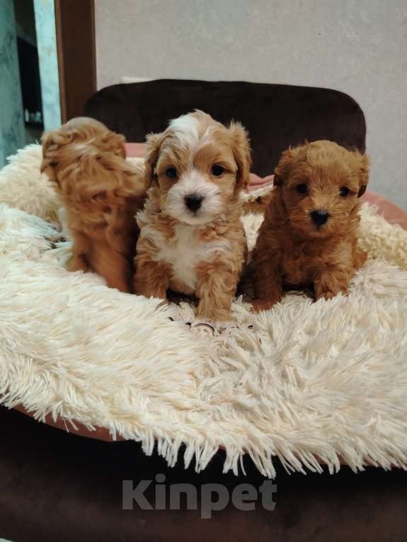 Собаки в Москве: Девочка мальтипу Девочка, 60 000 руб. - фото 2