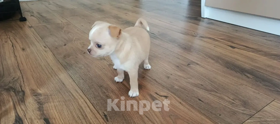 Собаки в Челябинске: Чихуахуа Мальчик, 25 000 руб. - фото 1