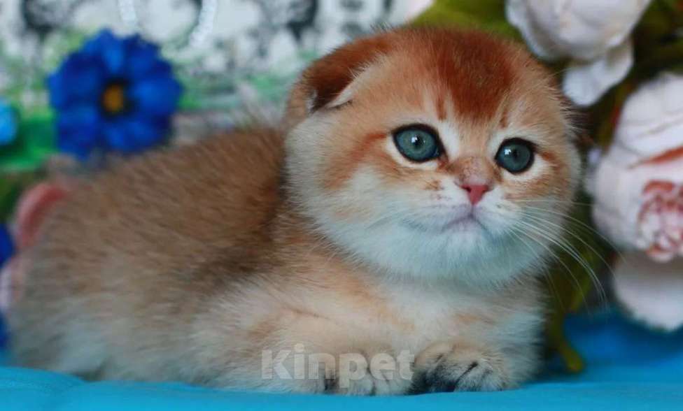 Кошки в Москве: Золотая шиншилла с документами  Девочка, 40 000 руб. - фото 4