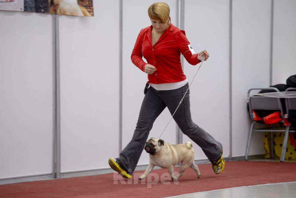 Собаки в Тюмени: Мопс для вязки Мальчик, 30 000 руб. - фото 3