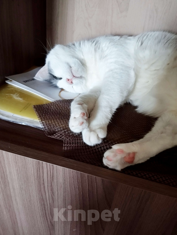 Кошки в Москве: Белый очень ласковый кот Зая Мальчик, Бесплатно - фото 7