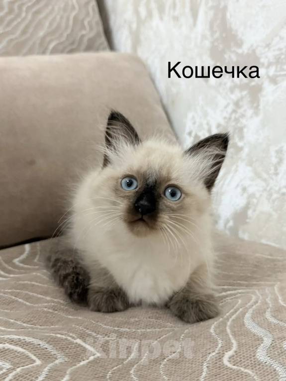 Кошки в других городах Челябинской области: Продам котят породы Священая Бирма Девочка, 20 000 руб. - фото 1