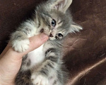 Кошки в Томске: Котёнок в добрые руки Девочка, Бесплатно - фото 3