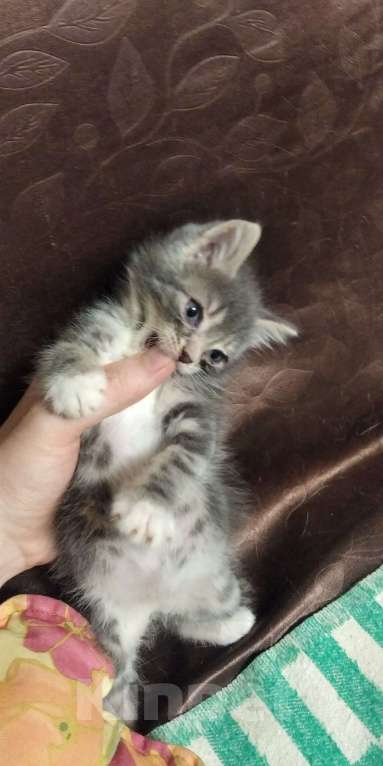 Кошки в Томске: Котёнок в добрые руки Девочка, Бесплатно - фото 3