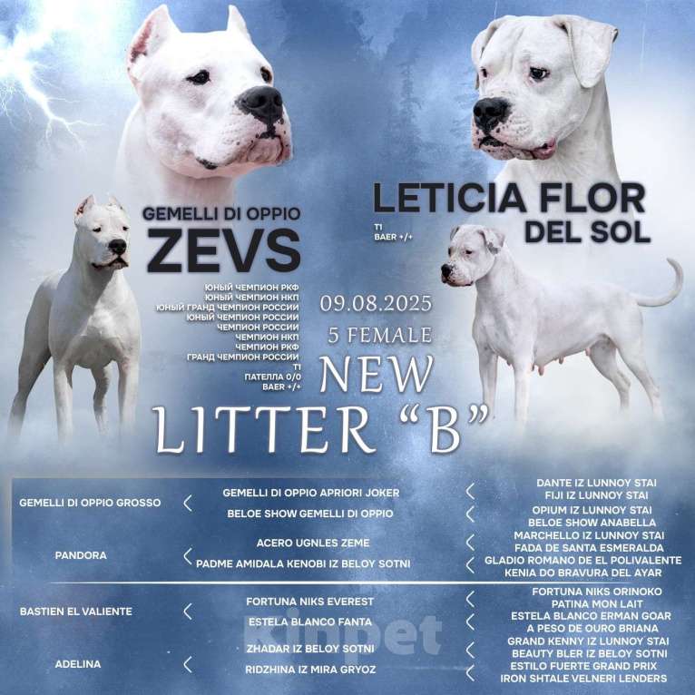 Собаки в Москве: Щенки аргентинского дога Девочка, 50 000 руб. - фото 2