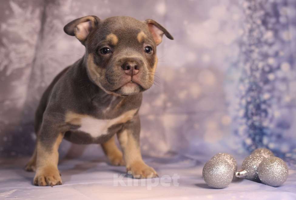Собаки в Всеволожске: ММ ДАВИД КЬЯНТИ Мальчик, Бесплатно - фото 1