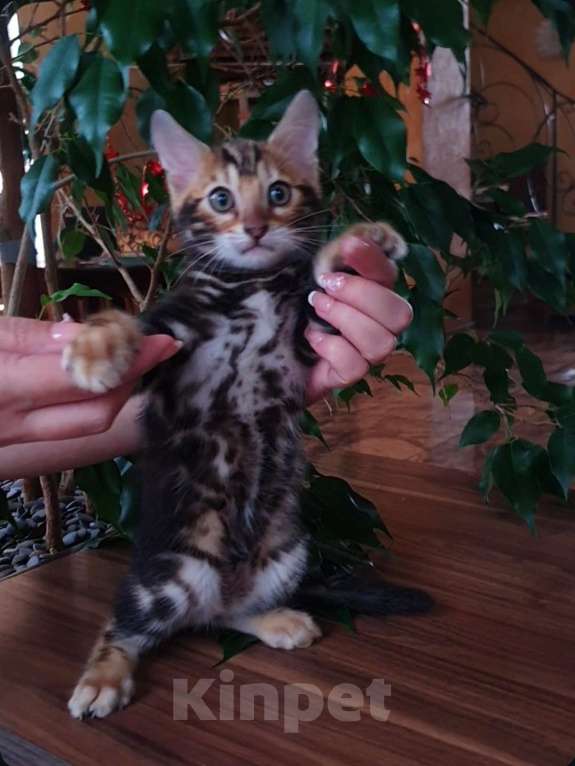 Кошки в Москве: Бенгальский мальчик  Мальчик, 25 000 руб. - фото 2